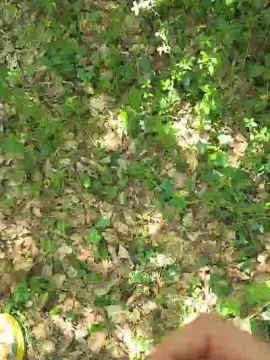 Cam4 Free Porn Cam of nipro838