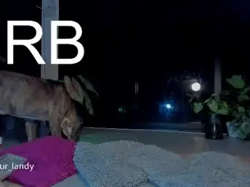Chaturbate Live Porn of satomimori